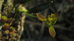 Encyclia