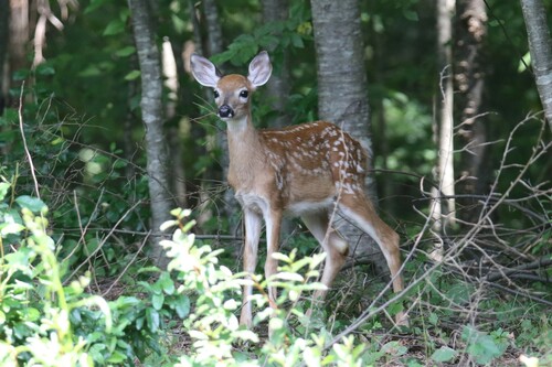 White-tailed Deer photographed in Connecticut
