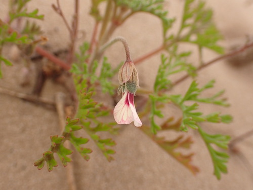 Image of Pelargonium senecioides by (c) agujaceratops, some rights reserved (CC BY)