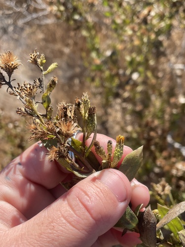 Image of Hazardia orcuttii by (c) mel letterman, some rights reserved (CC BY)