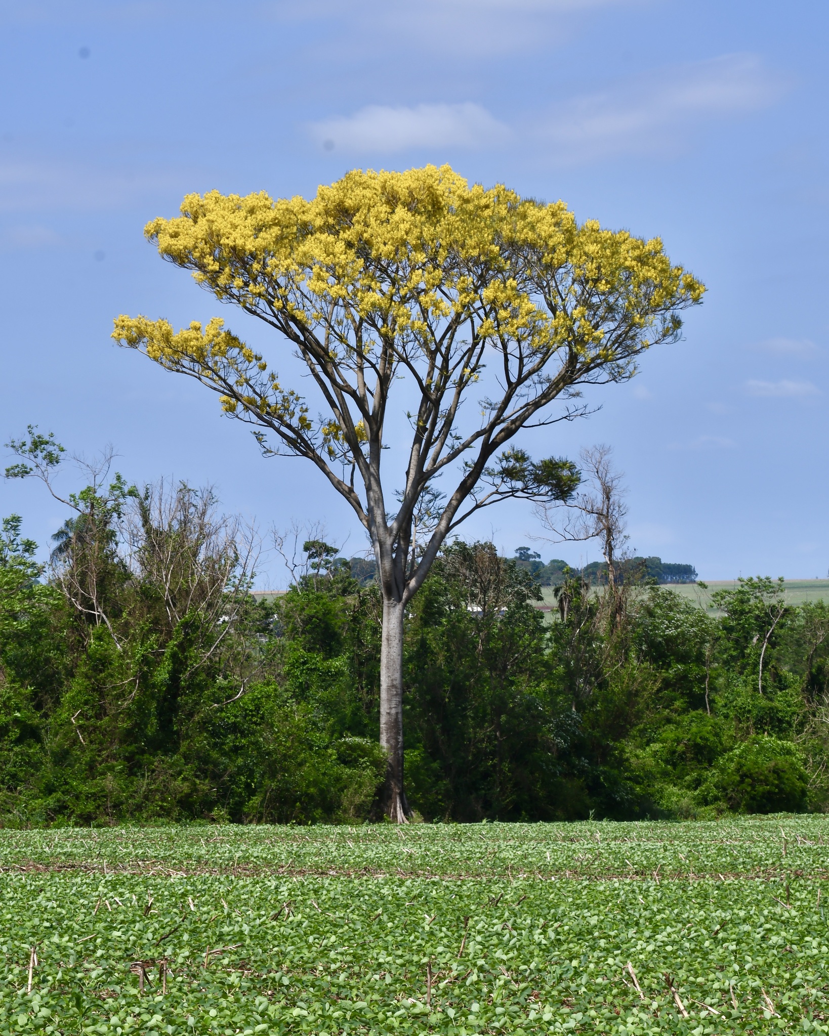 Schizolobium parahyba