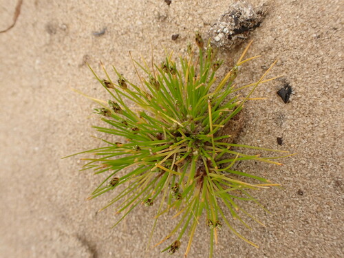 Image of Ficinia marginata by (c) agujaceratops, some rights reserved (CC BY)