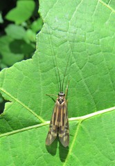 Macrostemum zebratum