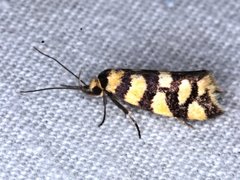 Tanyzancla argutella