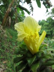 Costus villosissimus