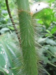 Costus villosissimus