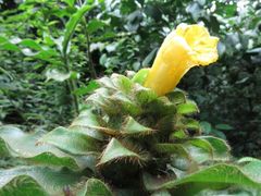 Costus villosissimus
