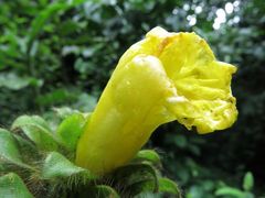 Costus villosissimus