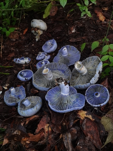 indigo milk cap