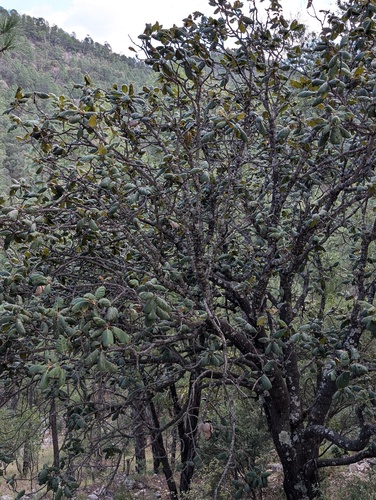 Tarahumaran Oak