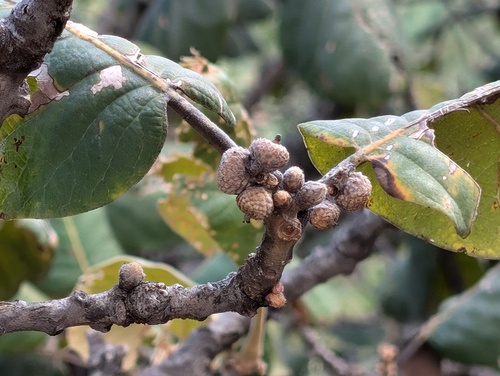 Tarahumaran Oak