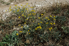 Achillea leptophylla