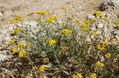 Achillea leptophylla