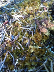 Dicranum condensatum