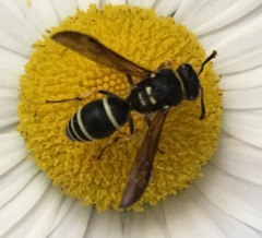 Ancistrocerus catskill