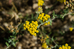 Achillea leptophylla