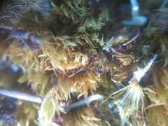 Dicranum condensatum