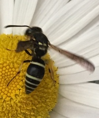 Ancistrocerus catskill