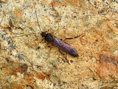 Urocerus flavicornis