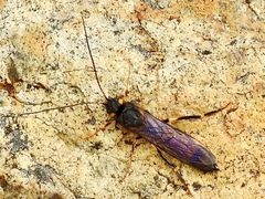 Urocerus flavicornis