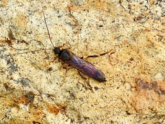 Urocerus flavicornis