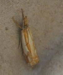 Crambus agitatellus