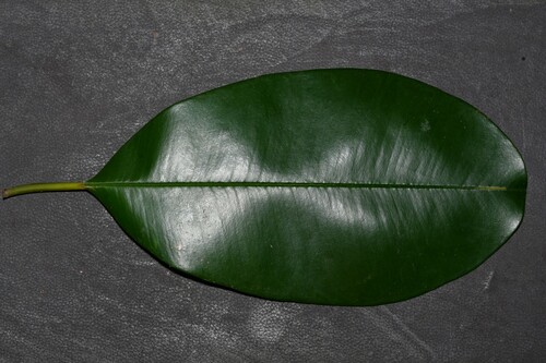 Manilkara bidentata ssp. surinamensis