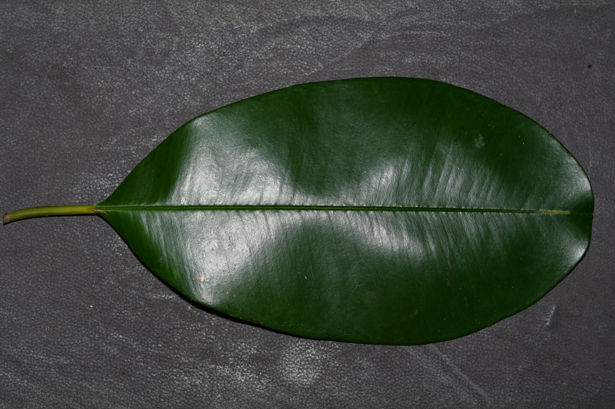 Manilkara bidentata ssp. surinamensis