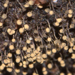 Cribraria intricata