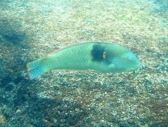 Halichoeres nicholsi