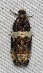 Olethreutes fasciatana