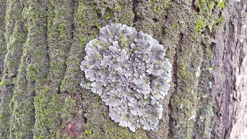 Physma byrsaeum observed 2024-10-21