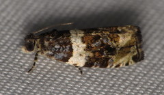 Olethreutes fasciatana