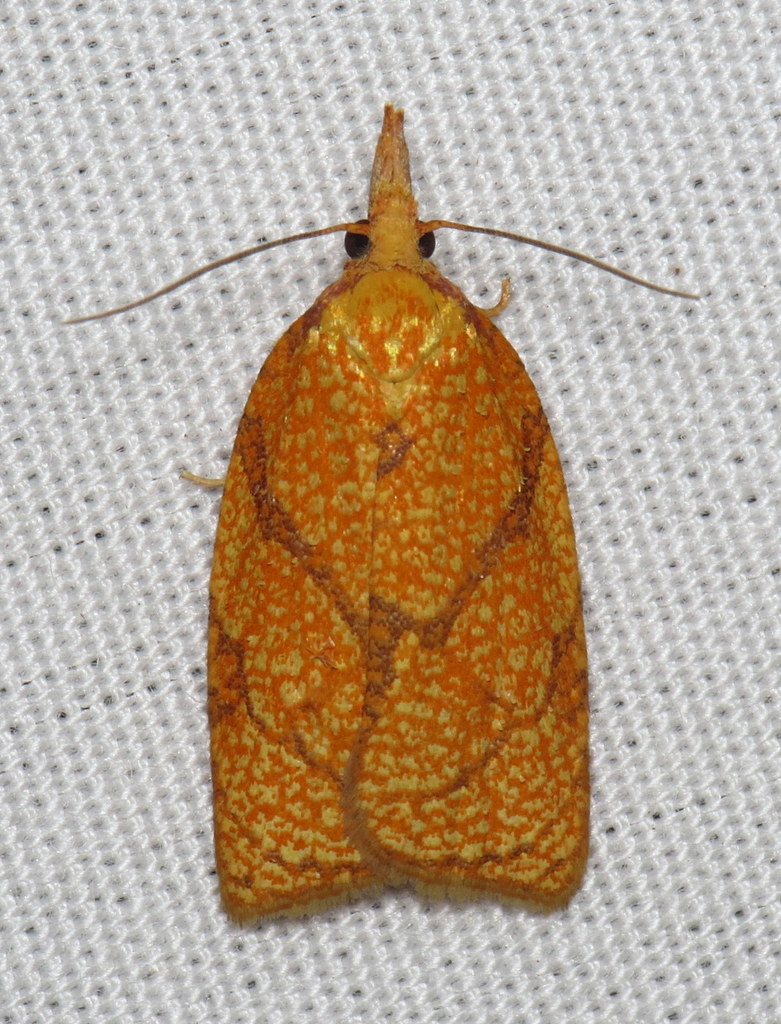 Reticulated Fruitworm Moth
