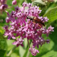 Typocerus acuticauda