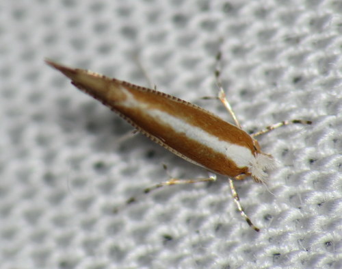 Elm Leafminer photo 2