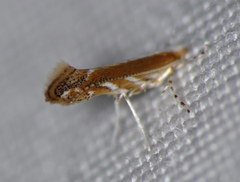 Cameraria conglomeratella