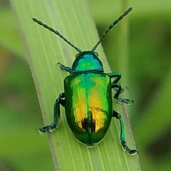 Chrysochus auratus