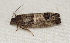 Spilonota ocellana