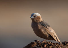 Grey-Capped Social Weaver photo 3
