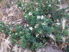 Tournefortia sibirica