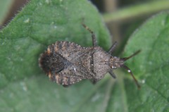 Villasitocoris inconspicuus