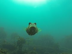 Sphoeroides lobatus