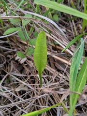 Ophioglossum pusillum