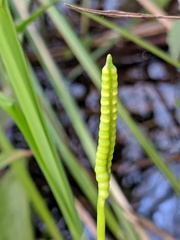 Ophioglossum pusillum