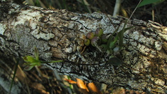 Encyclia