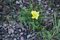 Oenothera flava