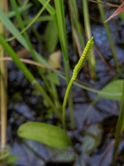 Ophioglossum pusillum