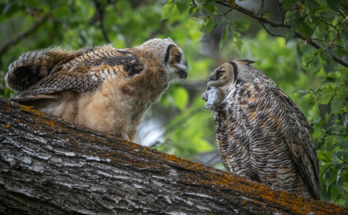 Great Horned Owl photographed in Montana