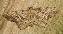 Hypagyrtis piniata